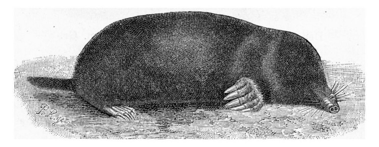 MoleTalpaEuropaea古代刻画插图来自Zoolog的DeutchVogel教学图片