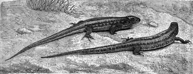 常见蜥蜴古代刻画图解来自佐伊科的DeutchVogel教学图片