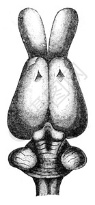 用电脑海胆的大脑古老雕刻图来自PaulGervais的动物元素背景