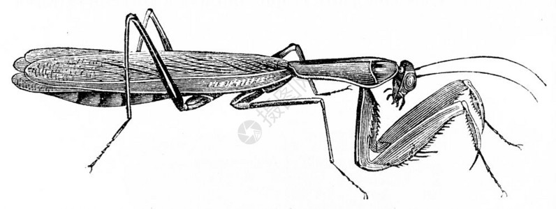 动物的自然史180年高清图片