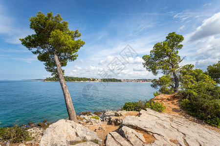 克罗地亚美丽海岸的坚固树木清蓝水背景图片
