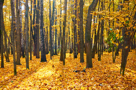 公园中的树木和黄色落叶秋季风景图片