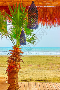 海边的滩树wuthwuth棕榈树图片