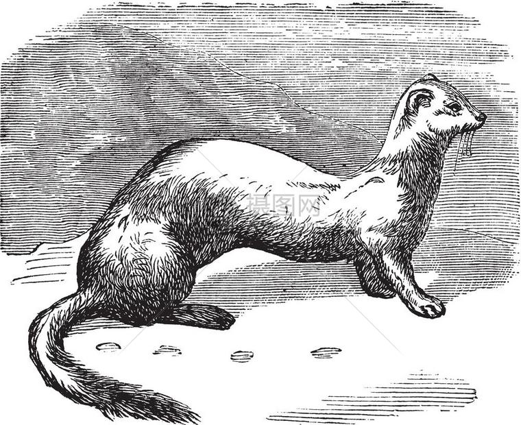 stoatmustelaerminea或ermine或短尾黄鼠狼在冬骨雕刻