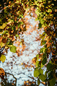 秋天树上多彩的叶子公园天文和模糊背景背景图片