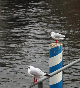 两只海鸥在河边的栏杆上图片