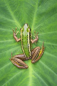 绿青蛙或Ranaerethraea在绿叶上图片