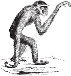 Gibbon灰古代刻画图来自PaulGervais的动物元素图片