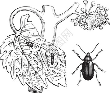 Fleabeetleluisette古代刻画插图来自PaulGervais的动物元素图片