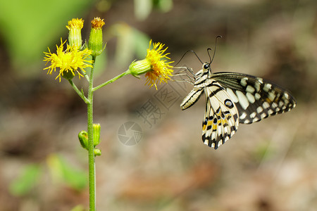 石灰蝴蝶Papiliodemoleus图像正在吸食天然背景花朵的蜜昆虫动物图片