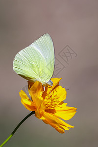 柠檬移民蝴蝶Catopsiliapomona的图像正吸食天然背景花朵的蜜昆虫动物图片