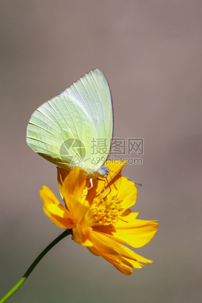 柠檬移民蝴蝶Catopsiliapomona的图像正吸食天然背景花朵的蜜昆虫动物图片