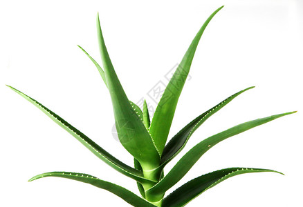 白背景的AloeVeraVera图片