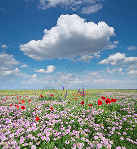 草原上的春花美丽风景图片