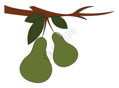 树枝上挂着两颗梨绿色果子的剪片其细棕尾叶上挂有三片奥瓦尔形叶子其细的棕色树尾叶矢量颜图或插图片