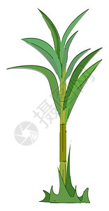 甘蔗植物根茎小的在碱基上已经结扎了的纤维丝条叶片分为两部叶片由结合矢量颜色图画或插分割图片
