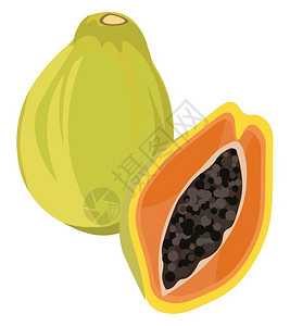 绿色木瓜里面有橙子果和许多黑籽健康美味果实矢量彩色画或插图图片