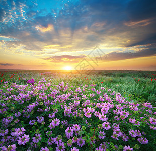 草原的花朵自然景观的构成图片