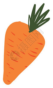 胡萝卜是蔬菜上面有橙色可食用根和绿叶矢量彩色图画或插图片