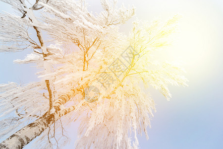 1月的雪和霜覆盖了树木奥地利冬季图片