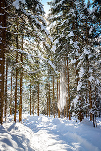 冬季风景与人行道和雪树下正在降图片