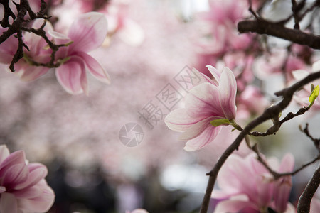 新鲜美丽的木兰花春天粉色和白的颜高清图片