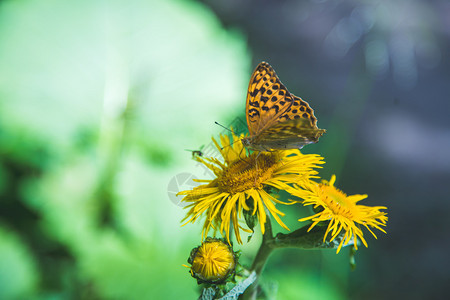 蝴蝶在一朵花上春天在奥地利图片
