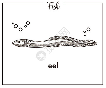 手绘精美鳗鱼图片