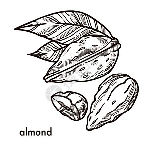 带有小叶子的美味热带杏仁壳甜点中使用的美味坚果有机天然生长的杏仁中含有维生素和矿物质单卡通色矢量图图片