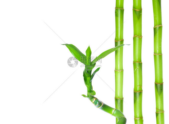 白色背景上孤立的绿竹子图片