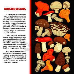 宣传海报上张贴所有可食用物种的森林蘑菇并附有样本文卡通矢量图图片