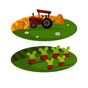 农场收割或田户和业平板卡通图象农场收割和干草蔬菜在小麦田放矢拖拉机农场收割和拖拉机在小麦收割和农场和图片