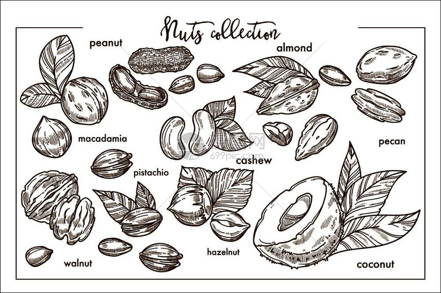 来自世界各地单色杏仁异国甘蓝甜花生小腰果天然菠萝森林栗子稀有的核桃和成熟椰子矢量插图图片