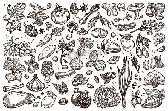 水果和蔬菜单一色素草图以农场大纲模板种植的天然产品有机营养素食品孤立的卡通矢量插图收集大型组合图片