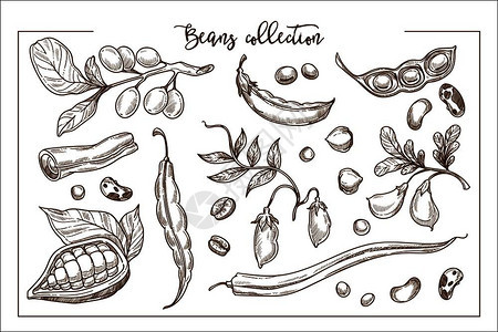 含有机蛋白单色收集的天然新鲜豆子甜可绿豌豆成熟的胡椒辣和香味咖啡白纸上孤立的卡通平面矢量插图图片