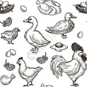 鸡和鸭的草图背景矢量无缝农场鸡和羽和蛋鸭的草图背景图片