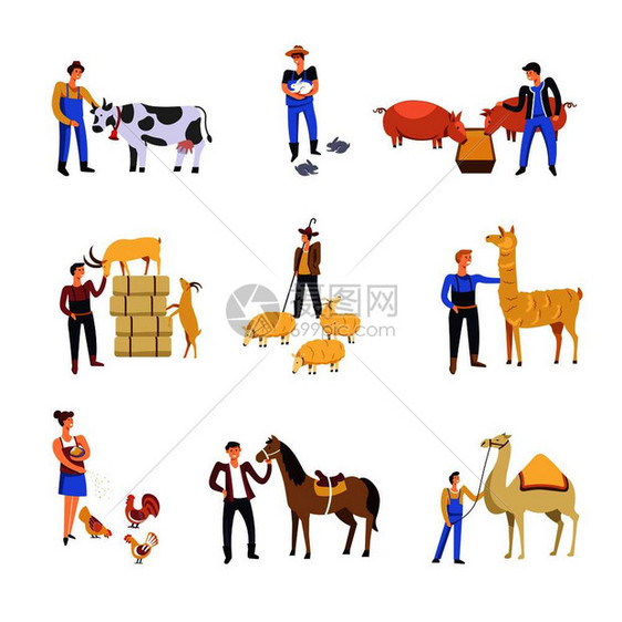 饲养牲畜的人牛兔子猪羊用马鸡骆驼和饲料喂牛养的男女饲羊或山的男女养牛饲兔子或猪和羊山饲养和图片