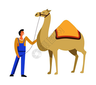 埃及动物骆驼由主人照料图片