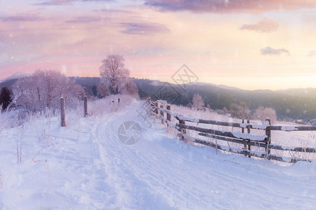 冬季风景公路和树上布满雪的木图片