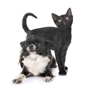 黑白色的猫白色背景面前的黑小猫和吉娃背景