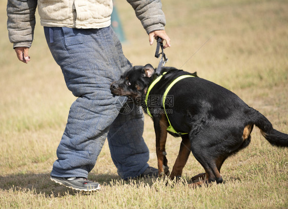 训练警犬与攻击者进行训练图片