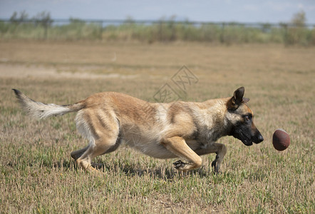 训练警犬与攻击者进行训练图片