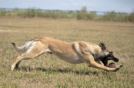 训练警犬与攻击者进行训练图片