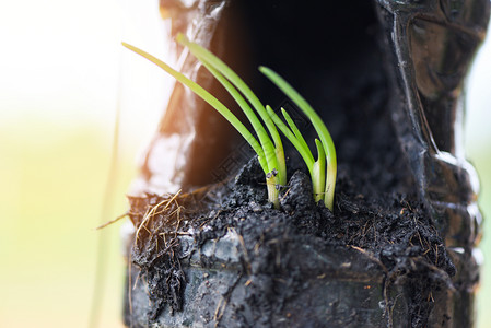 为在塑料瓶中的土壤上植树苗而种沙洛物绿幼苗春季洋葱或花生芽种植在塑料瓶中的土壤上种植图片