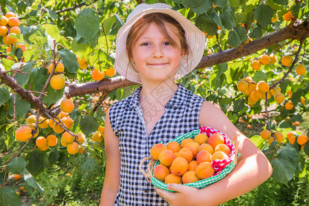 漂亮年轻女孩在夏天的漂亮日子里收获杏图片