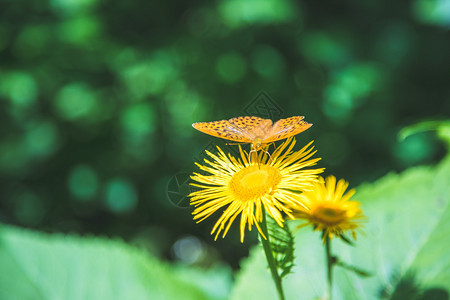 蝴蝶在一朵花上春天在奥地利图片