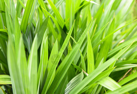 在板丹树上种植用于天然草药和食物的板丹树上种植兰叶物图片