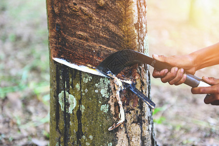 从Asiia橡胶树种植农业中提取的乳胶橡图片