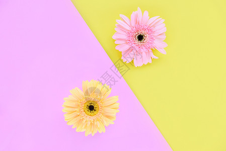 花架上鲜的Gerbera春天鲜花朵由板组成热带植物花色粉和黄本底美丽粉和黄本底美丽平面有复制空间图片