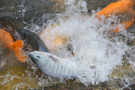 Tilapia农场在河中游泳和跳上地表新鲜的罗拉皮亚鱼和各种淡水喂养鱼享受和漂浮水面图片